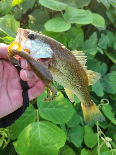 ラージマウスバスの釣果