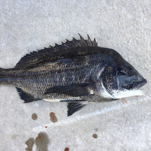 クロダイの釣果