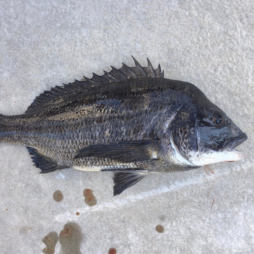 クロダイの釣果