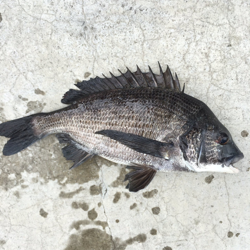 クロダイの釣果