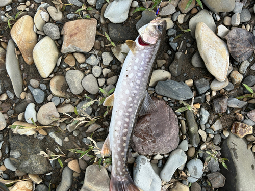 アメマスの釣果