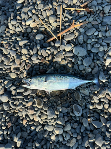 メジカの釣果