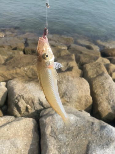 キスの釣果