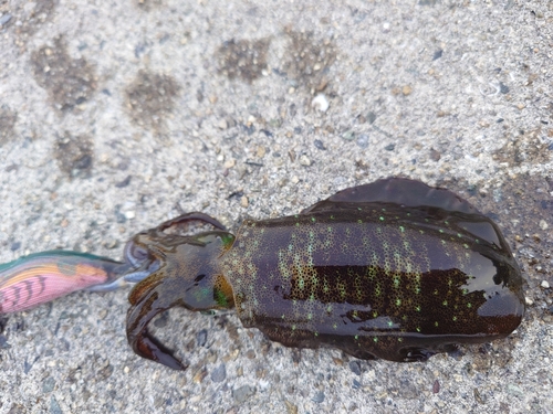 アオリイカの釣果