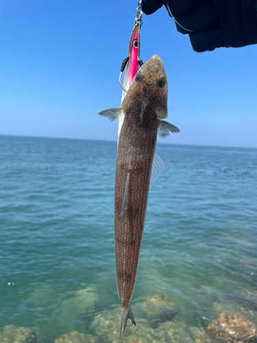 エソの釣果