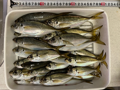 アジの釣果