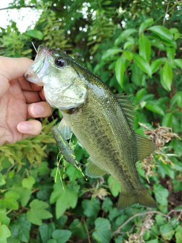 ブラックバスの釣果