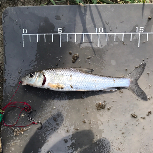 ニゴイの釣果