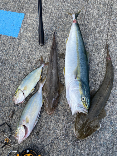 イナダの釣果