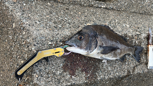 クロダイの釣果