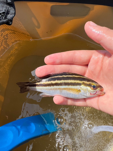 イサキの釣果