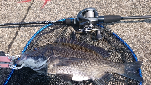 クロダイの釣果