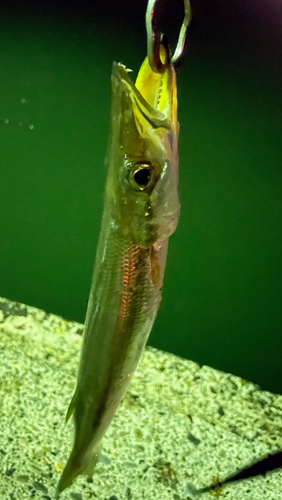 カマスの釣果