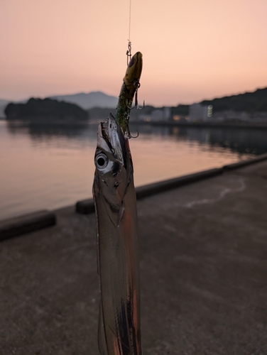 タチウオの釣果