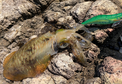 アオリイカの釣果