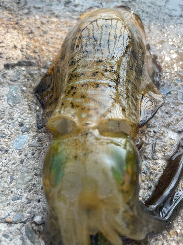 アオリイカの釣果