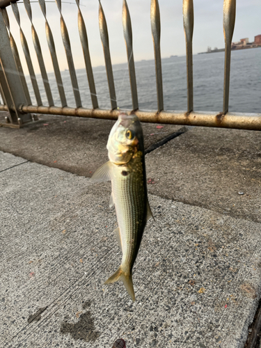 コノシロの釣果