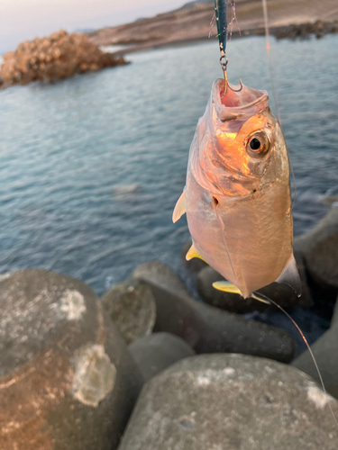 メッキの釣果