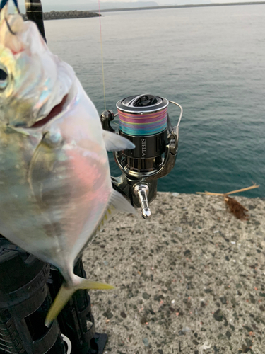 カイワリの釣果