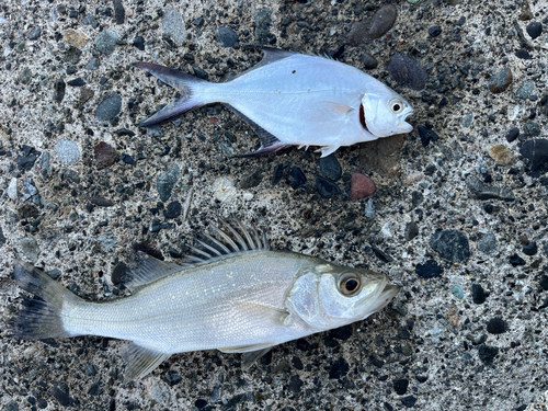 オキフエダイの釣果