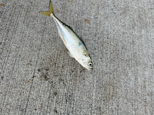 サバの釣果