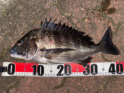 クロダイの釣果