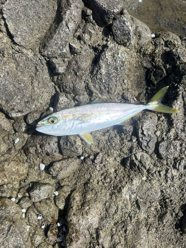 ワカシの釣果