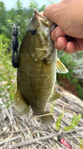 スモールマウスバスの釣果