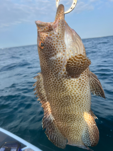 オオモンハタの釣果