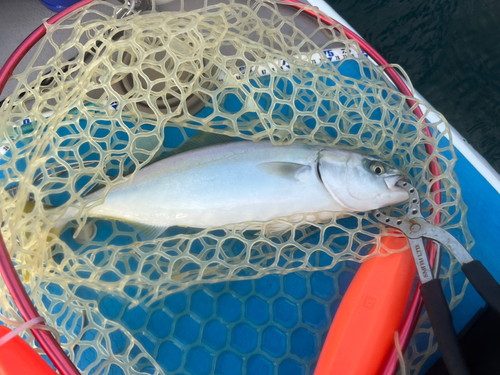 イナダの釣果