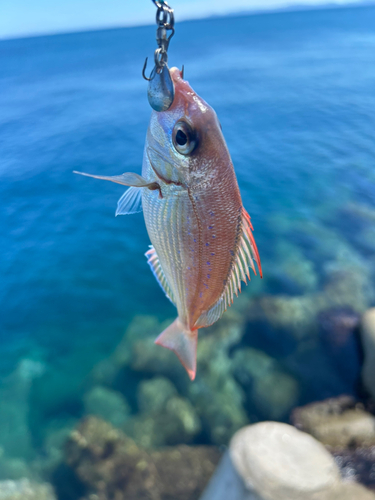 チャリコの釣果