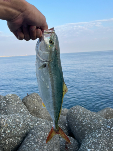 ツバスの釣果