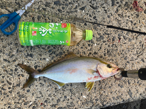 ショゴの釣果