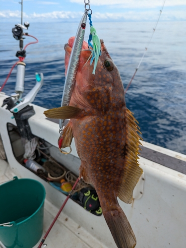 キジハタの釣果