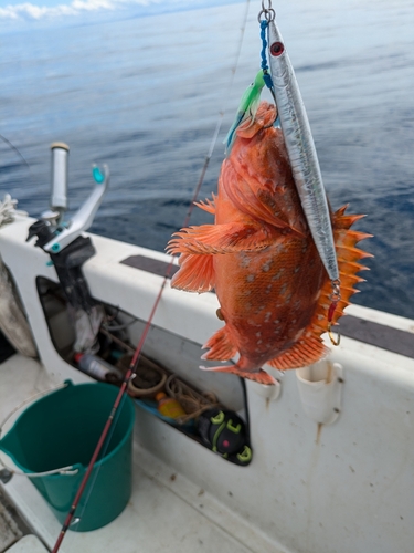 ウッカリカサゴの釣果