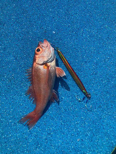 アカムツの釣果