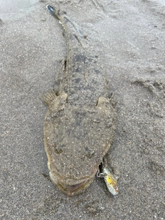 マゴチの釣果