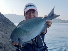 オナガグレの釣果