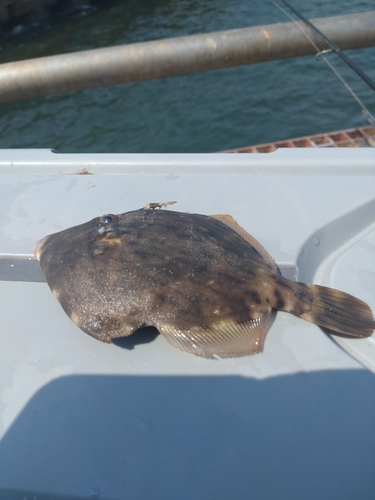 カワハギの釣果