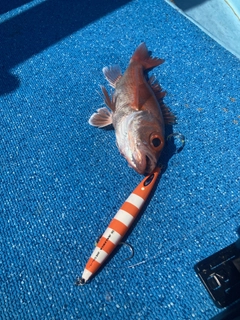 アカムツの釣果