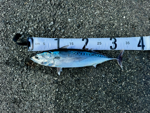 マルソウダの釣果