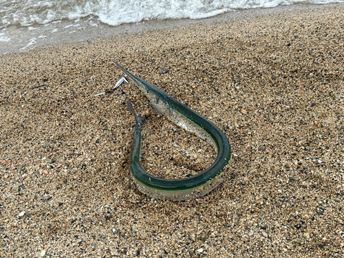 ダツの釣果