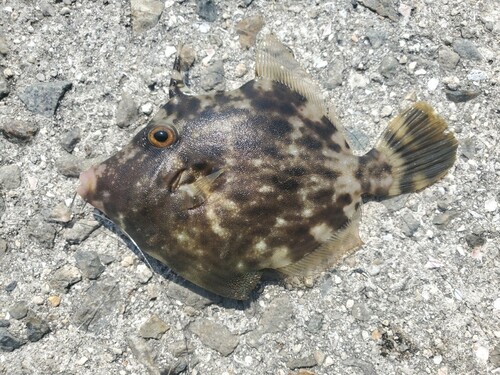 カワハギの釣果