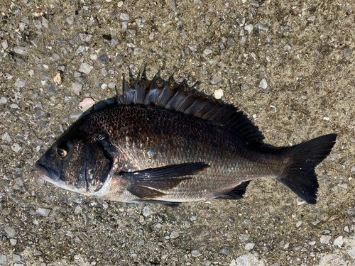 チヌの釣果