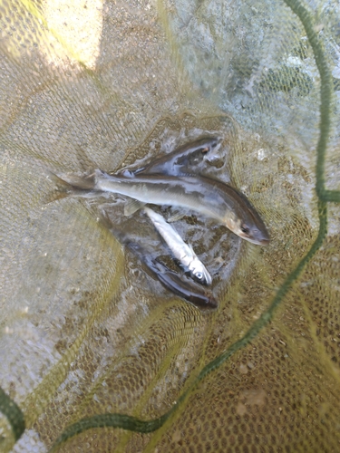 アユの釣果