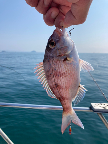 タイの釣果