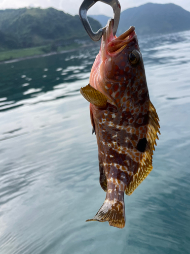 アオハタの釣果