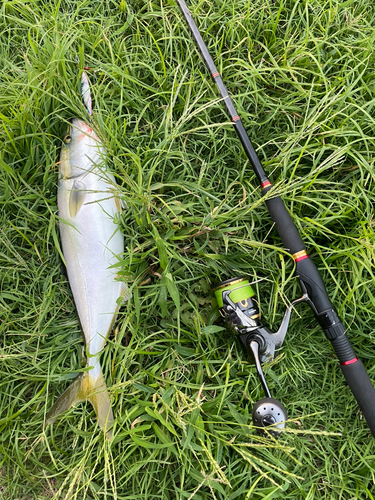 イナダの釣果