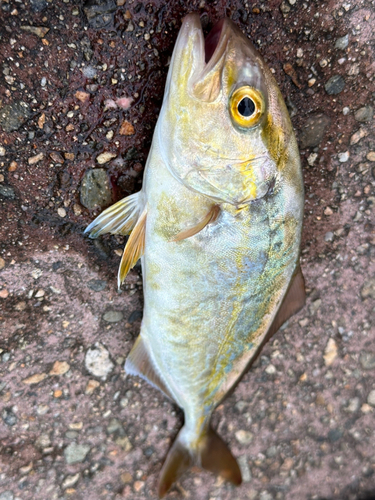 シオの釣果