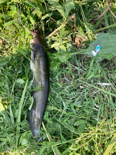 ナマズの釣果